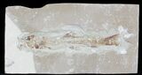 Fossil Sand Fish (Charitosomus) - Lebanon #24084-1